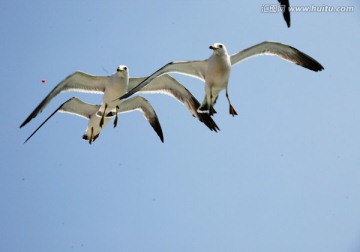 鸟语花香 海鸥 白色海鸥