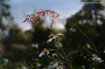 野山菊