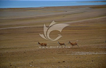 湖畔奔跑的藏羚羊