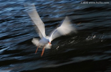 慢门海鸥