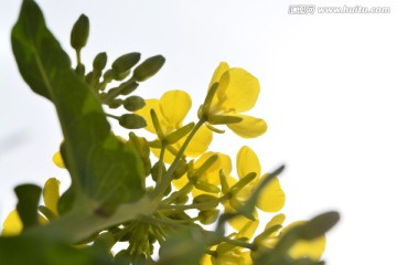 透亮油菜花