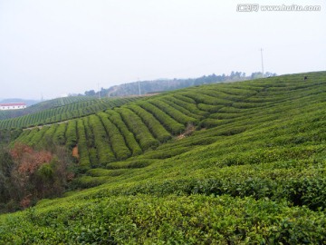 茶山