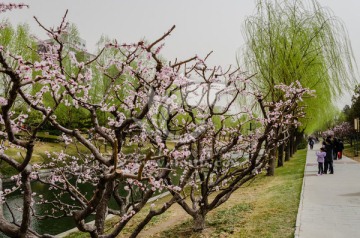 春天来了 桃花 踏青