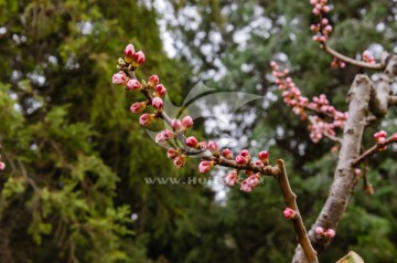 春天来了 桃花 踏青