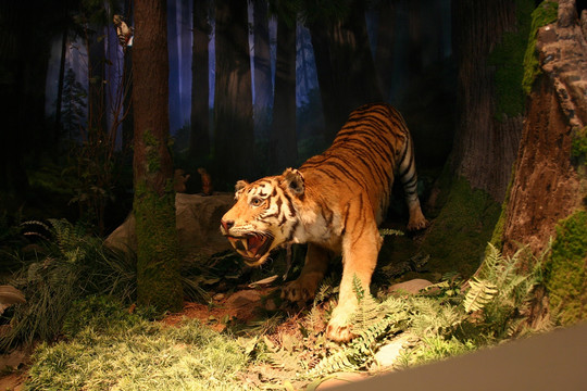 老虎标本 古代森林