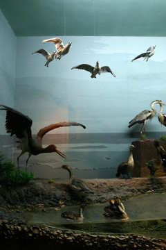 动物标本 古代鸟类