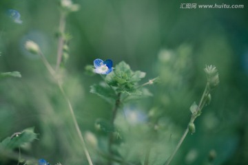 小蓝花特写