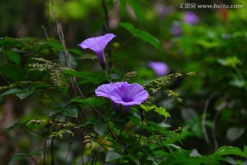 牵牛花