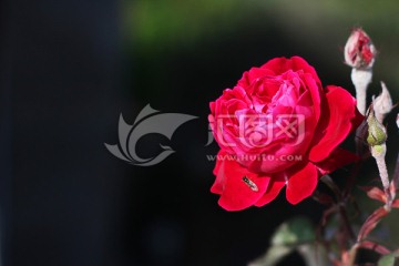 金典红玫瑰照片