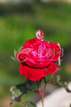 金典红玫瑰摄影图