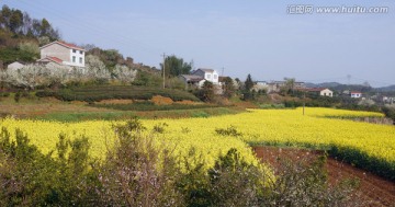 油菜花