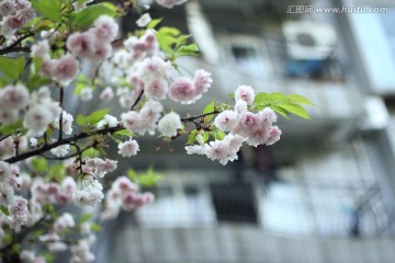 樱花