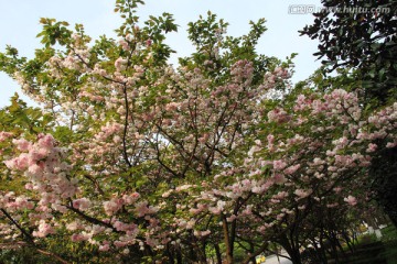 樱花
