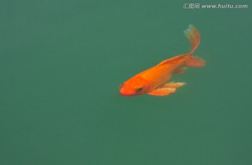观赏鱼 红鲤鱼 锦鲤