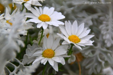 野菊花