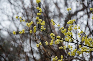 野黄花