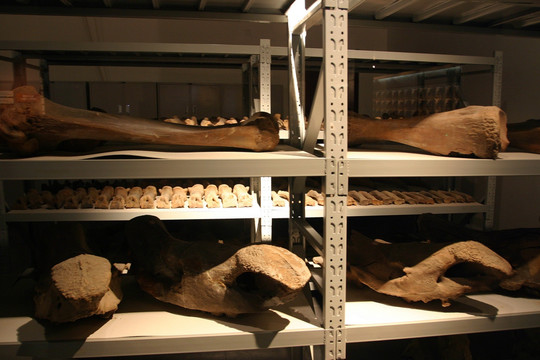 大庆博物馆 骨骼化石