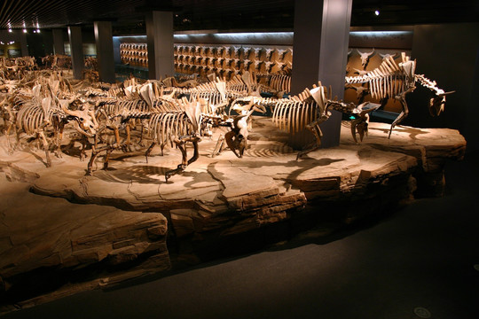 大庆博物馆 野牛骨骼化石
