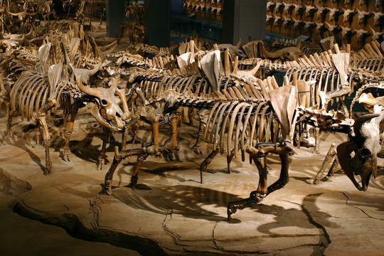 大庆博物馆 野牛骨骼化石