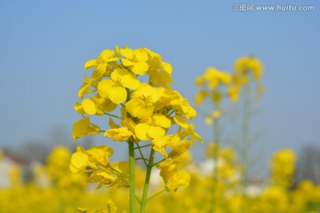 油菜花