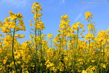 油菜花