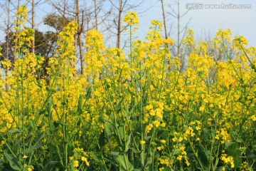 油菜花