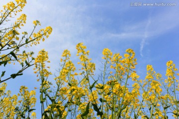 油菜花