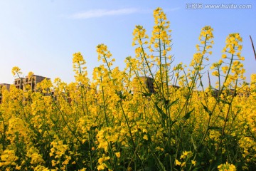 油菜花