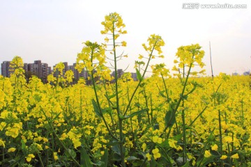 油菜花