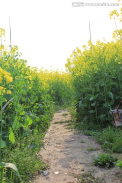 油菜花 田园小路