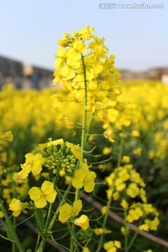 油菜花