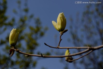 黄色玉兰花