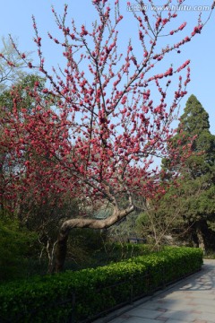 蟠桃花