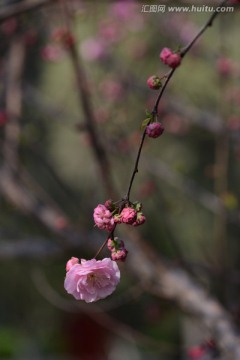 榆叶梅