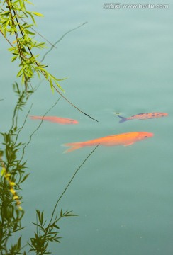 春天 锦鲤 春暖花开