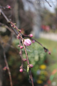 含苞待放的桃花