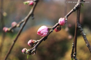 含苞待放的桃花