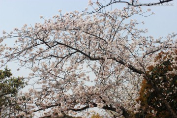 樱花 花满枝头