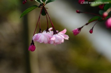 垂丝海棠