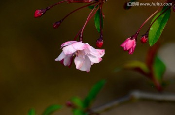 垂丝海棠