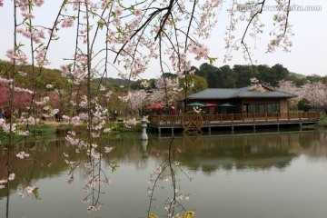 樱花园风景