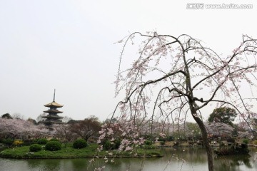 樱花园风景