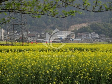 油菜花