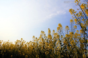 油菜花