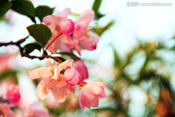 垂丝海棠 海棠花