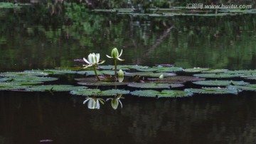 莲花