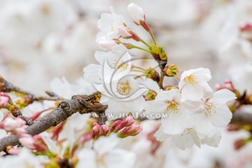 樱花 日本樱花 蜜蜂