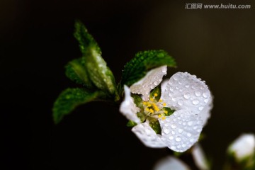 樱桃花