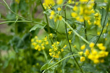 油菜花