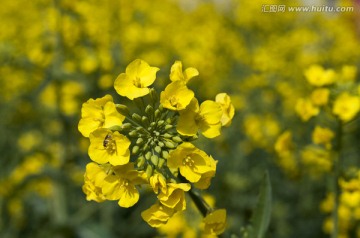 油菜花